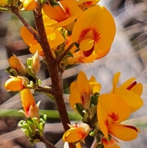 Pultenaea microphylla at Gundaroo, NSW - 17 Oct 2022