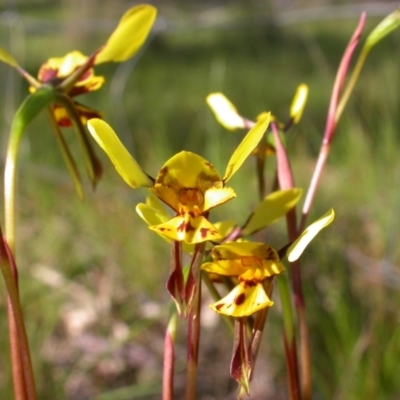 Diuris sp. (hybrid) (Hybrid Donkey Orchid) at Mount Majura - 15 Oct 2005 by waltraud