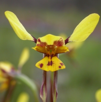 Diuris sp. (hybrid) (Hybrid Donkey Orchid) at Mount Majura - 16 Oct 2005 by waltraud