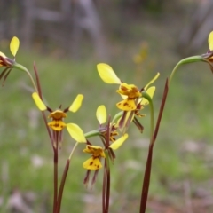 Diuris sp. (hybrid) at Watson, ACT - suppressed