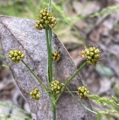 Luzula densiflora (Dense Wood-rush) at Jerrabomberra, NSW - 23 Oct 2022 by Steve_Bok