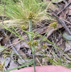 Luzula densiflora at Jerrabomberra, NSW - 23 Oct 2022 05:34 PM