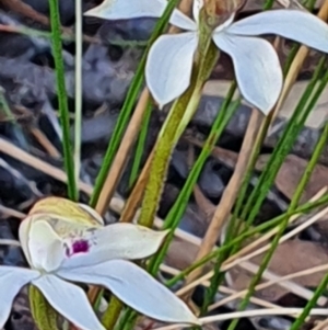 Caladenia moschata at Gundaroo, NSW - suppressed