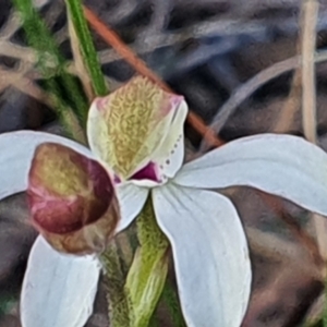 Caladenia moschata at Gundaroo, NSW - suppressed