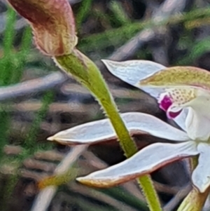 Caladenia moschata at Gundaroo, NSW - suppressed