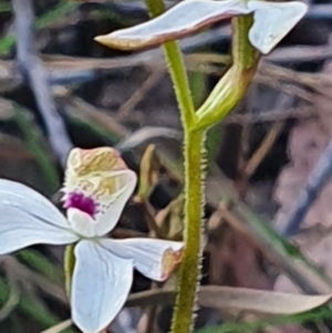 Caladenia moschata at Gundaroo, NSW - suppressed