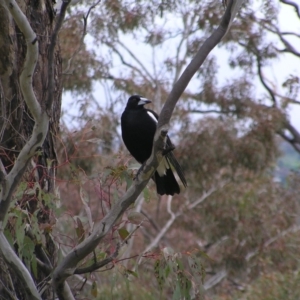 Gymnorhina tibicen at Kambah, ACT - 23 Oct 2022 12:13 PM