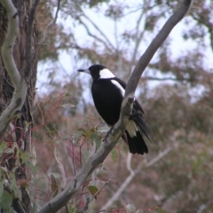 Gymnorhina tibicen at Kambah, ACT - 23 Oct 2022 12:13 PM