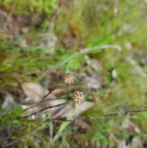 Leptorhynchos squamatus at Kambah, ACT - 23 Oct 2022 12:23 PM