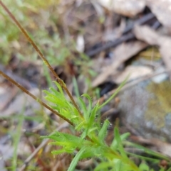 Leptorhynchos squamatus at Kambah, ACT - 23 Oct 2022 12:23 PM