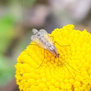 Chironomidae (family) at Kambah, ACT - 23 Oct 2022 12:22 PM