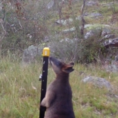 Wallabia bicolor (Swamp Wallaby) at Kambah, ACT - 22 Apr 2022 by MountTaylorParkcareGroup