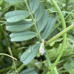 Vicia sativa at Red Hill, ACT - 18 Oct 2022