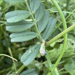 Vicia sativa at Red Hill, ACT - 18 Oct 2022