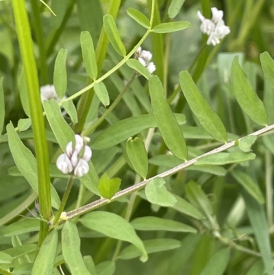 Vicia disperma (Two Seeded Vetch) at Red Hill, ACT - 18 Oct 2022 by JaneR