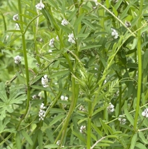 Vicia disperma at Red Hill, ACT - 18 Oct 2022 03:39 PM