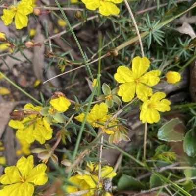 Hibbertia acicularis (Prickly Guinea-flower) at Bungonia, NSW - 18 Oct 2022 by GlossyGal