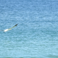 Morus serrator (Australasian Gannet) at Hawks Nest, NSW - 19 Sep 2022 by GlossyGal