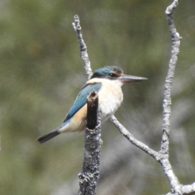 Todiramphus sanctus (Sacred Kingfisher) at Hawks Nest, NSW - 19 Sep 2022 by GlossyGal