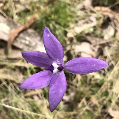 Glossodia major (Wax Lip Orchid) at Bruce, ACT - 16 Oct 2022 by goyenjudy