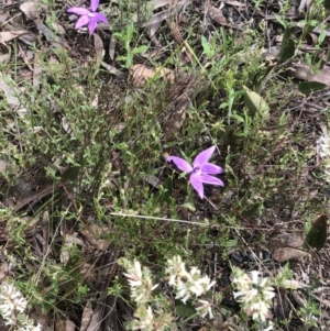 Glossodia major at Bruce, ACT - suppressed