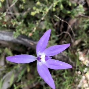 Glossodia major at Bruce, ACT - suppressed