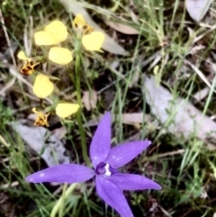 Glossodia major at Bruce, ACT - suppressed