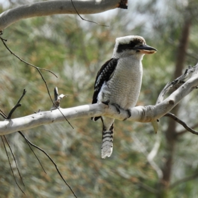 Dacelo novaeguineae (Laughing Kookaburra) at Hawks Nest, NSW - 19 Sep 2022 by GlossyGal