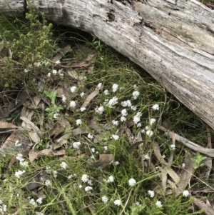 Leucopogon virgatus at Bruce, ACT - 16 Oct 2022