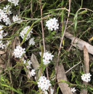 Leucopogon virgatus at Bruce, ACT - 16 Oct 2022