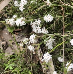 Leucopogon virgatus at Bruce, ACT - 16 Oct 2022