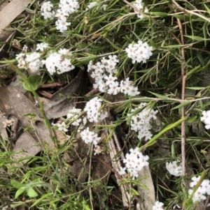 Leucopogon virgatus at Bruce, ACT - 16 Oct 2022