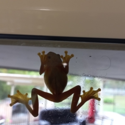 Unidentified Frog at Walligan, QLD - 21 Oct 2022 by rieteklis