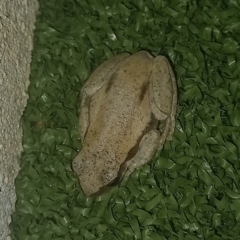 Unidentified Frog at Walligan, QLD - 20 Oct 2022 by rieteklis