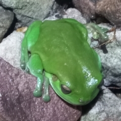 Litoria caerulea (Green Tree Frog) at Walligan, QLD - 22 Oct 2022 by rieteklis