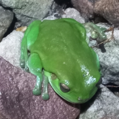 Litoria caerulea (Green Tree Frog) at Walligan, QLD - 22 Oct 2022 by rieteklis
