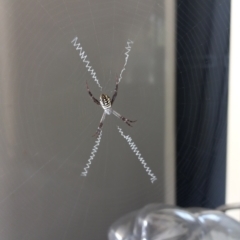Argiope (genus) (A St. Andrew's cross spider) at Walligan, QLD - 22 Sep 2022 by rieteklis