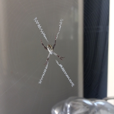 Argiope aurantia at Walligan, QLD - 22 Sep 2022 by rieteklis