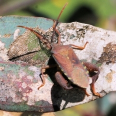 Amorbus sp. (genus) (Eucalyptus Tip bug) at Wodonga, VIC - 22 Oct 2022 by KylieWaldon