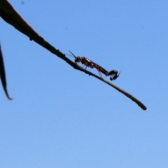 Thynninae (subfamily) (Smooth flower wasp) at Wodonga, VIC - 23 Oct 2022 by KylieWaldon