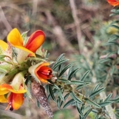 Unidentified Pea at Gundaroo, NSW - 19 Oct 2022 by Gunyijan