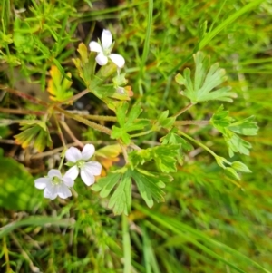 Geranium solanderi at O'Malley, ACT - 24 Oct 2022