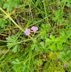 Geranium solanderi at O'Malley, ACT - 24 Oct 2022