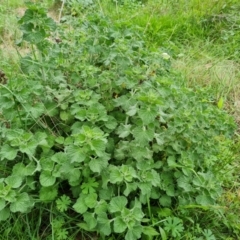 Marrubium vulgare (Horehound) at Jerrabomberra, ACT - 24 Oct 2022 by Mike