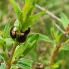 Chrysolina quadrigemina (Greater St Johns Wort beetle) at Jerrabomberra, ACT - 24 Oct 2022 by Mike