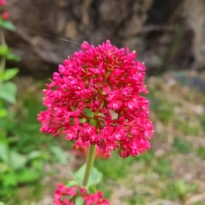 Centranthus ruber at Jerrabomberra, ACT - 24 Oct 2022 03:48 PM