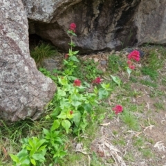 Centranthus ruber at Jerrabomberra, ACT - 24 Oct 2022 03:48 PM