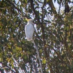 Cacatua galerita (Sulphur-crested Cockatoo) at Mullengandra, NSW - 19 Oct 2022 by Darcy