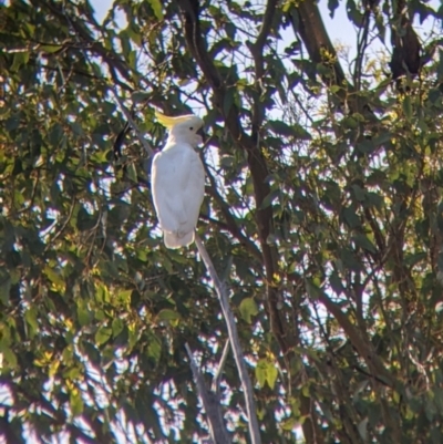 Cacatua galerita (Sulphur-crested Cockatoo) at Mullengandra, NSW - 18 Oct 2022 by Darcy