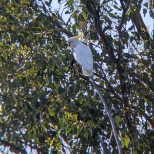 Cacatua galerita at Mullengandra, NSW - 19 Oct 2022